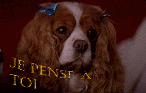 Gif animé je pense à toi chien